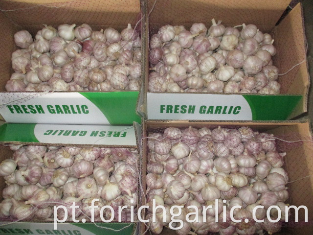 Garlic Crop 2019